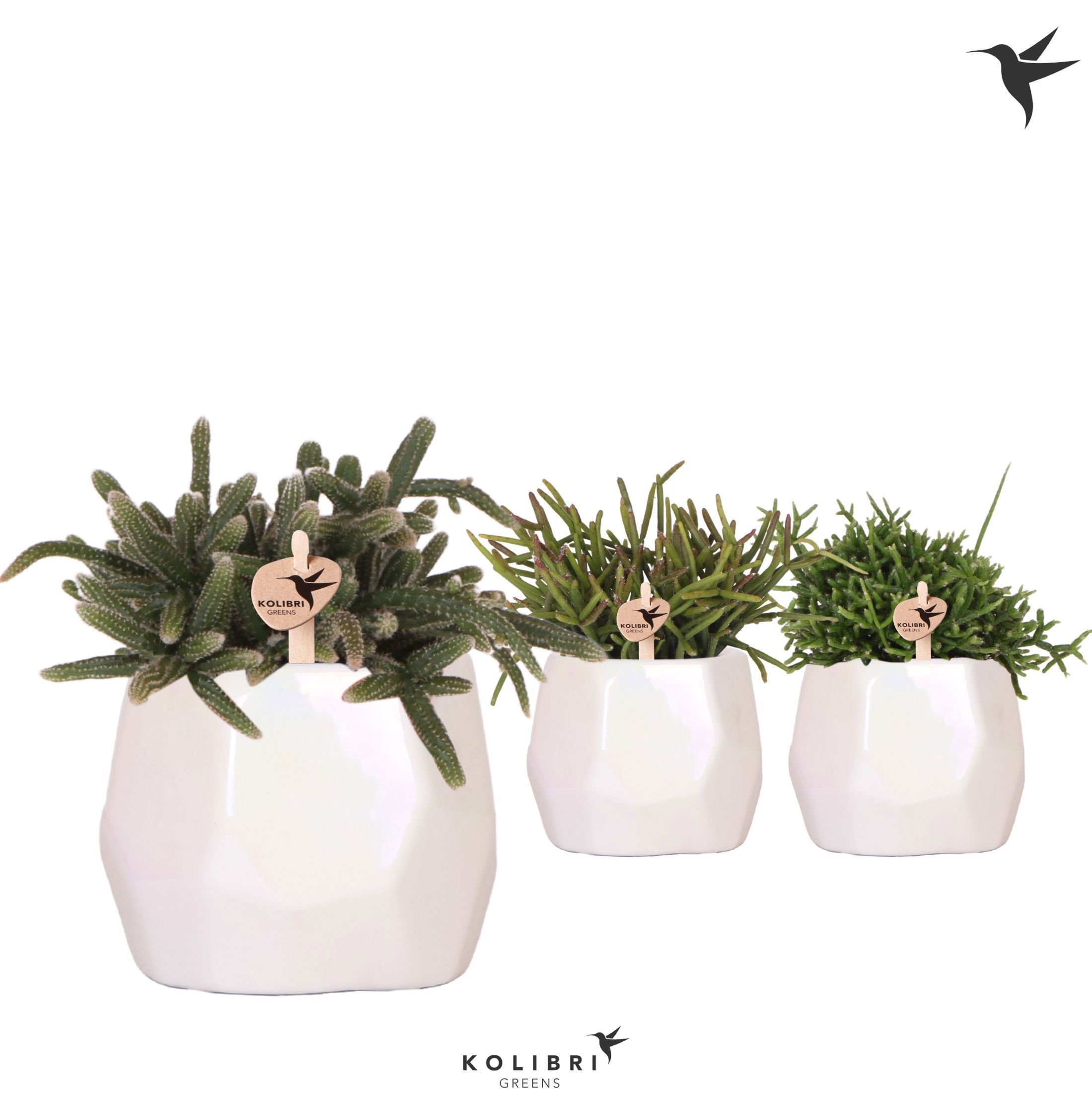 Kolibri Greens Rhipsalis mix in Pearl pot travertine, D 9