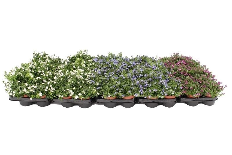 Lobelia Richardii Mix Trolley, D 10,5
