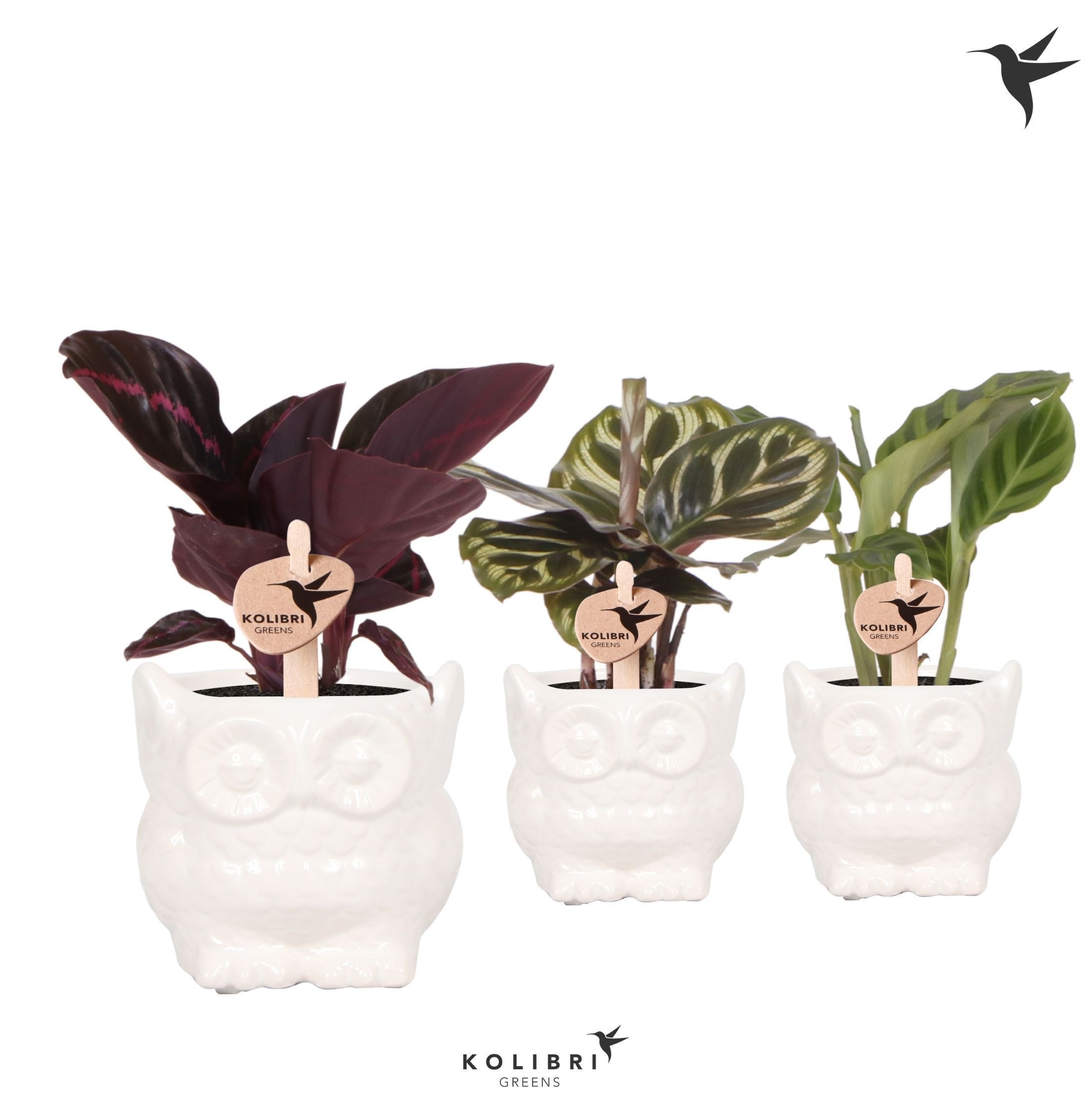 Kolibri Greens Calathea mix in Owl pot white, D 6