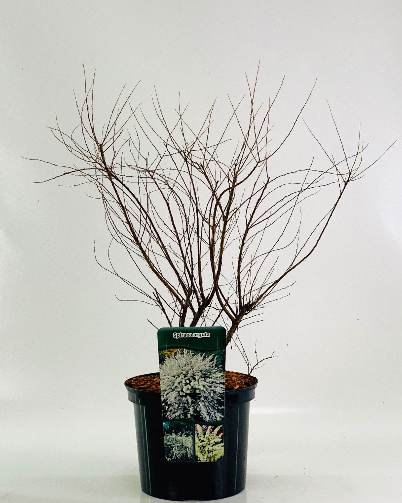 Spiraea x arguta, D 23