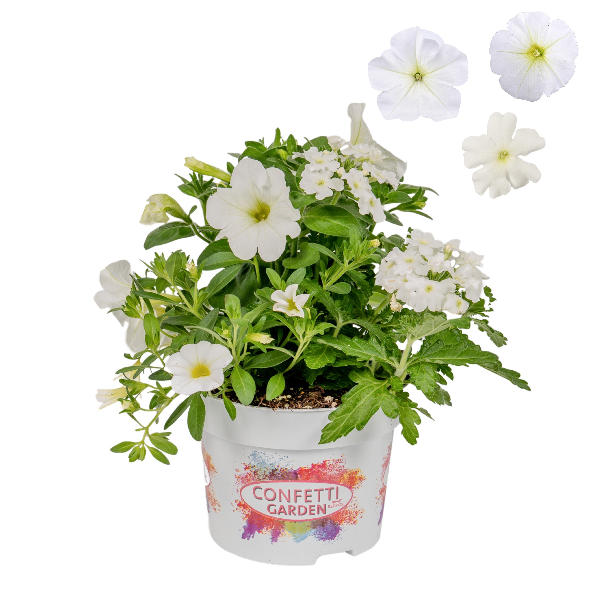Confetti Garden 13cm White Win, D 13