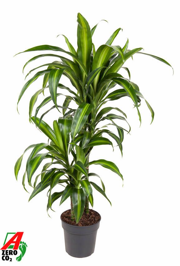 Dracaena Hawaiiana 45-15, D 19