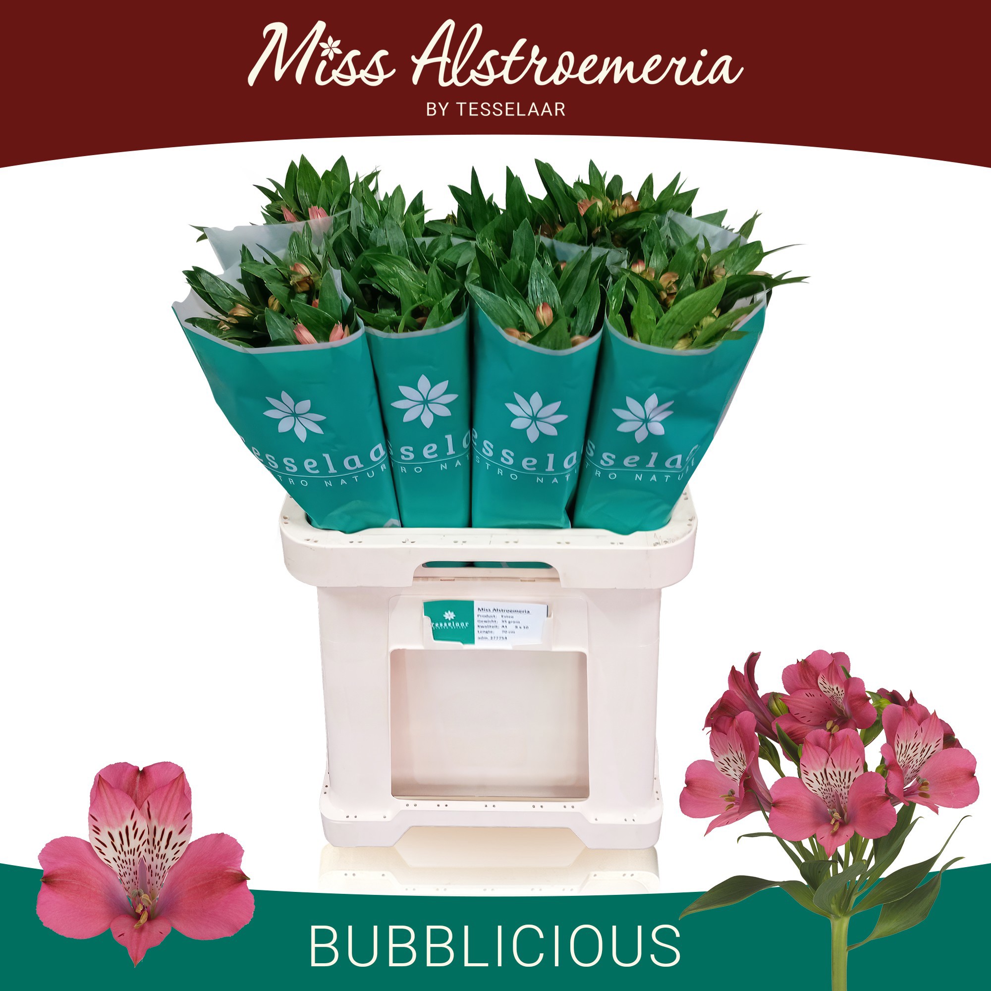 Альстромерия Баблишес (роз.), шт.