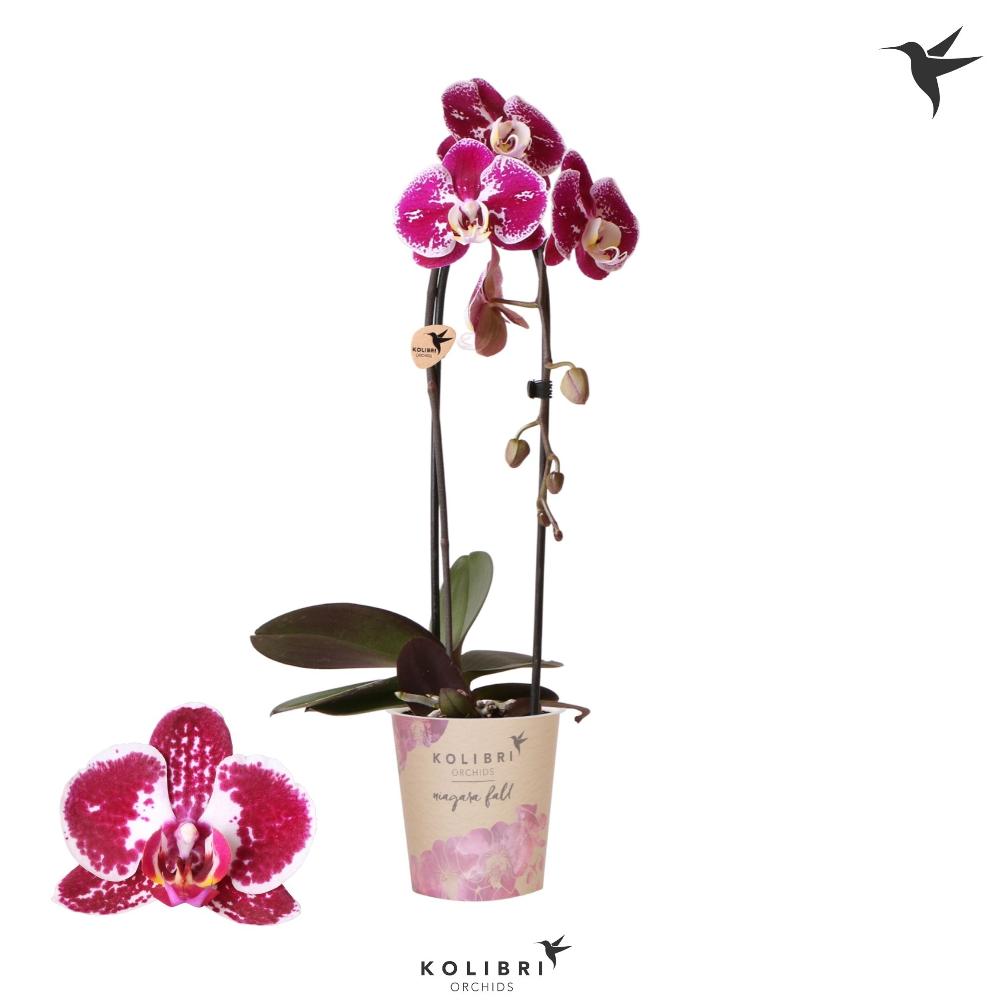 Kolibri Orchids Cascade Niagara Fall spotty 1 spike, D 12