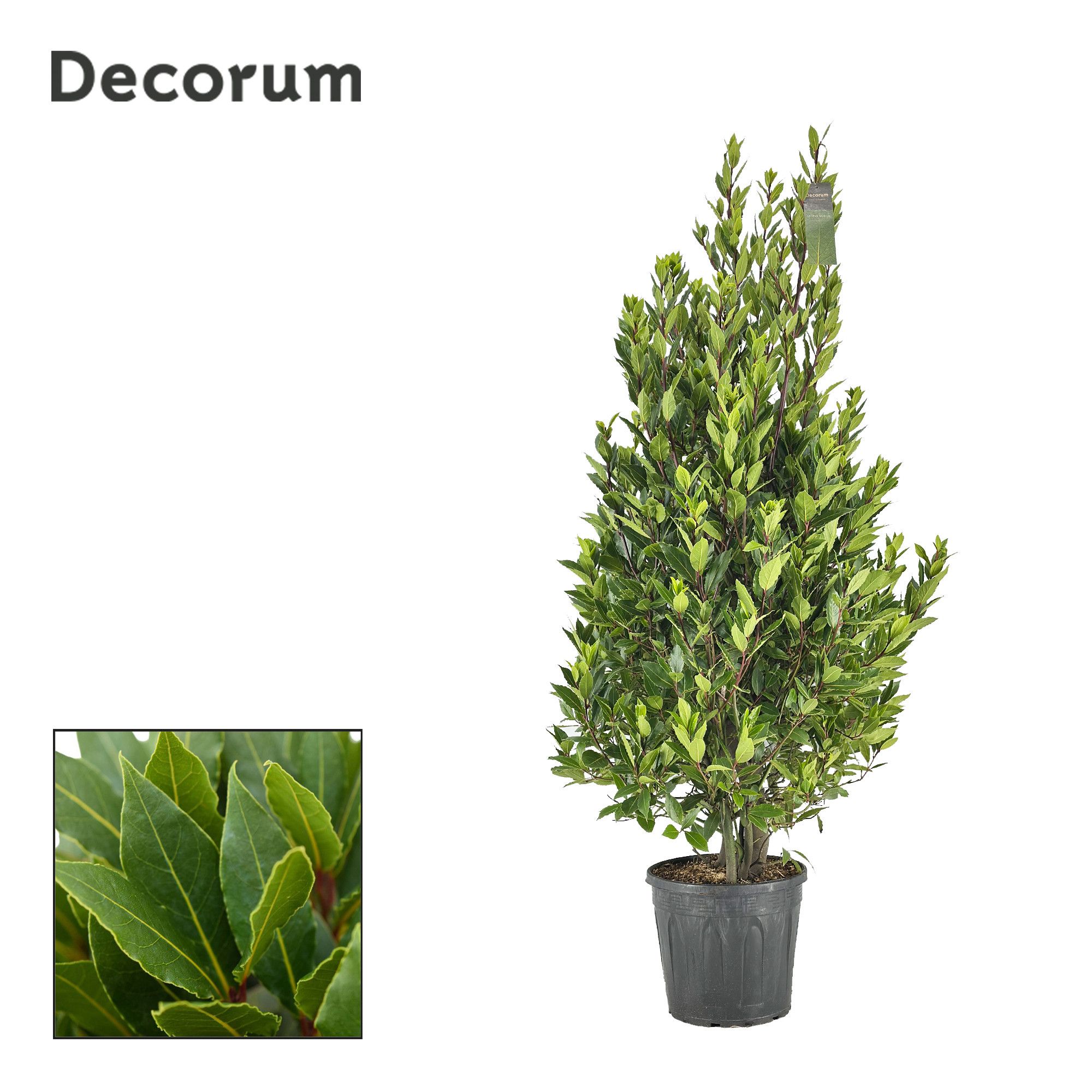 Laurus nobilis Struik, D 30