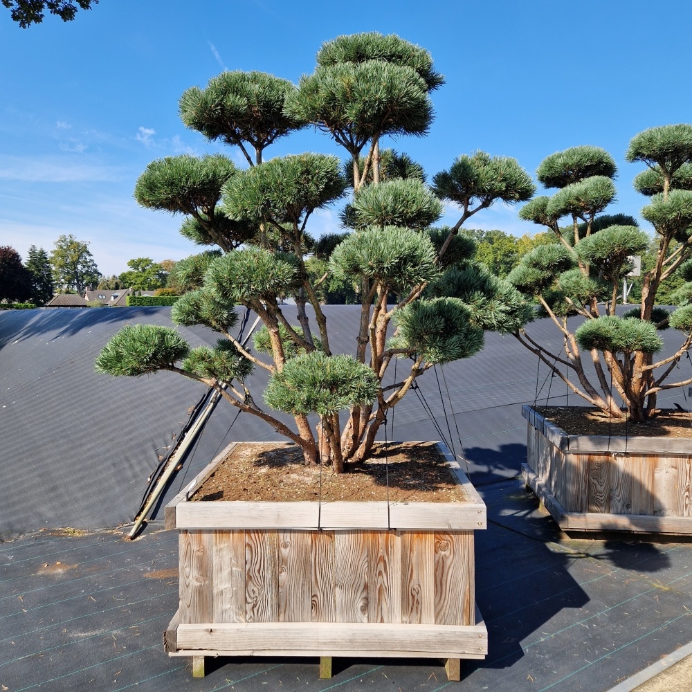 Pinus sylvestris 'Watereri', D 120 cm