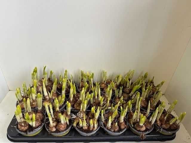 9 cm tete a tete, D 9