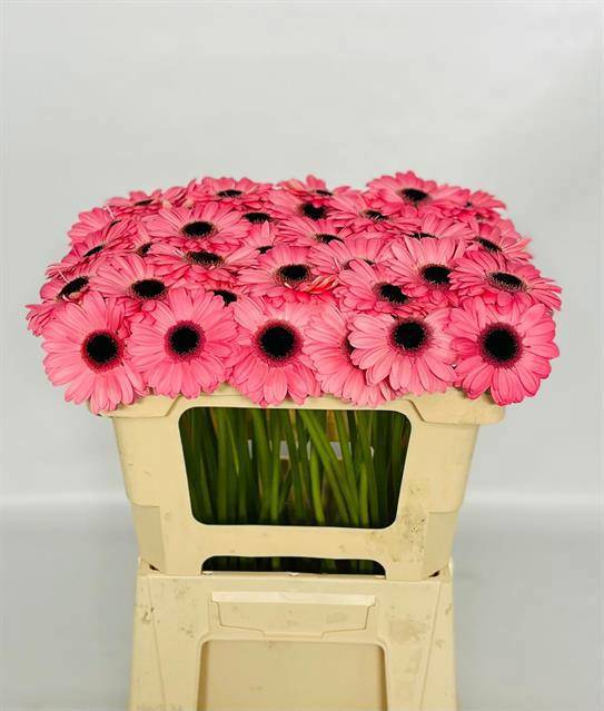 Гермини Джоли (роз.), шт.