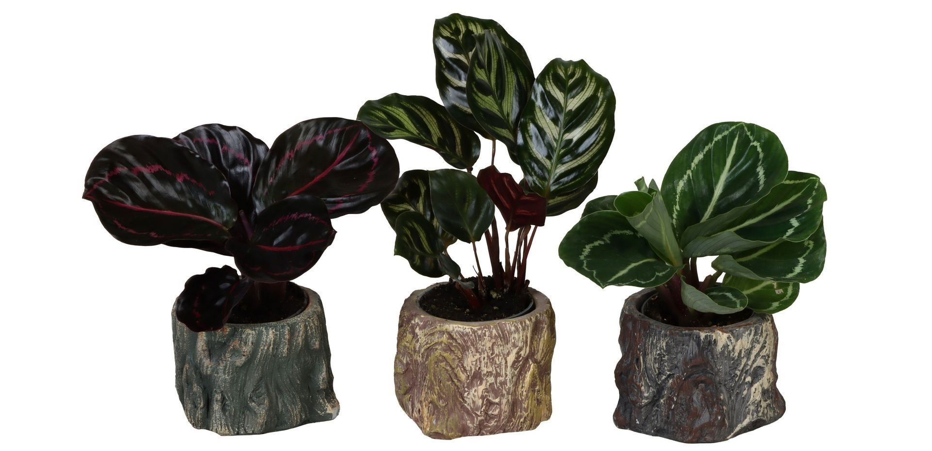 L 66490 With Calathea Mix 6 cm, D 6