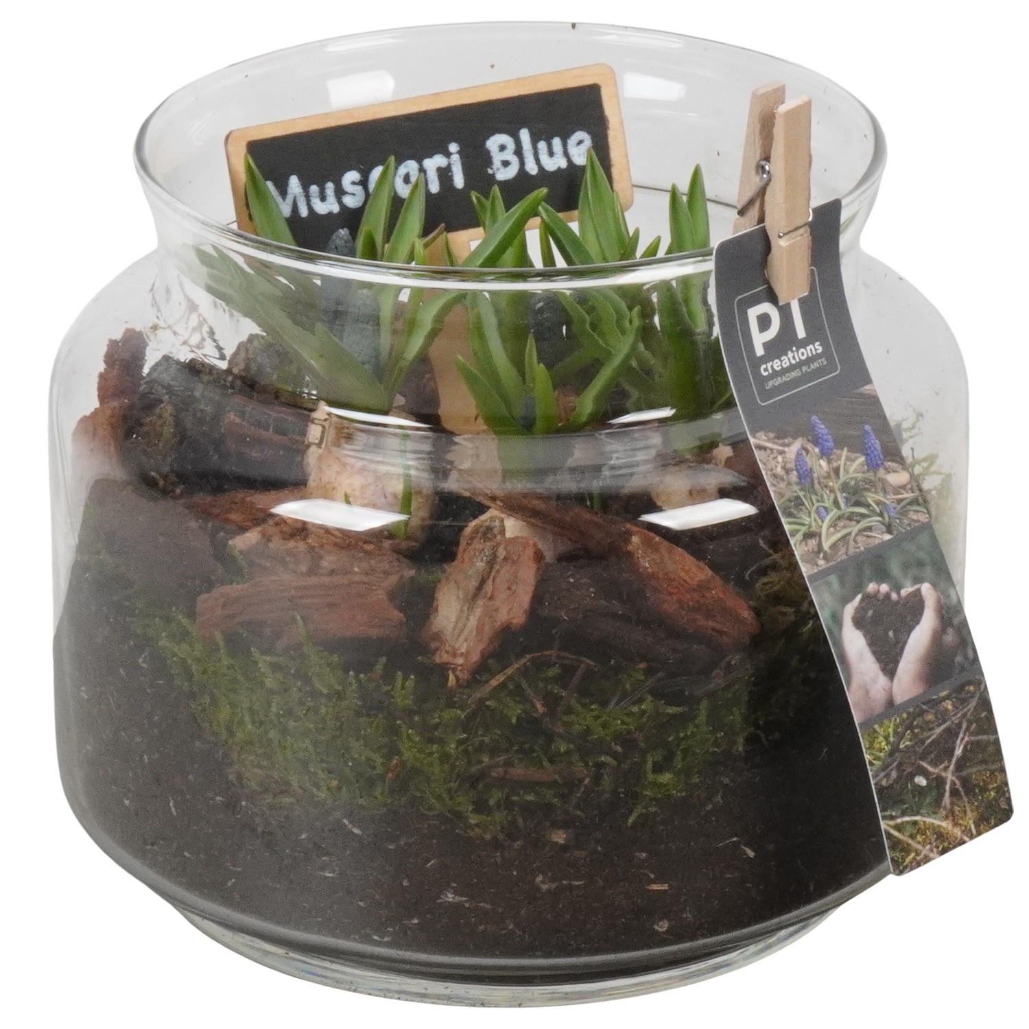 PTMB6324 Arrangement Muscari Blue in glas vaas, D 16