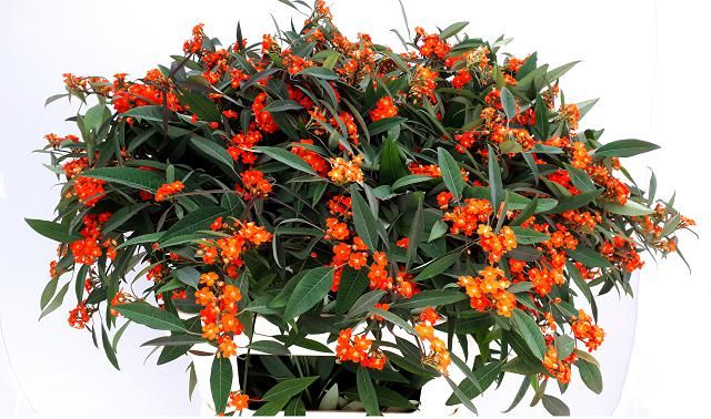 Эуфорбия куст. Квин Оф Оранж 80, шт.