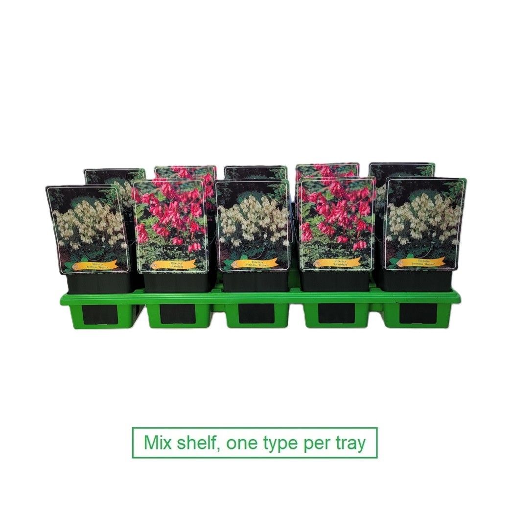 Dicentra formosa mix laag P11, D 11 cm