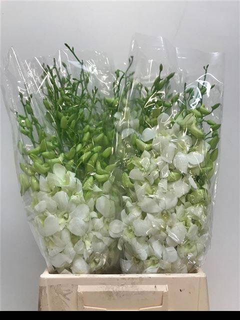 Дендробиум Помпон Вайт, шт.