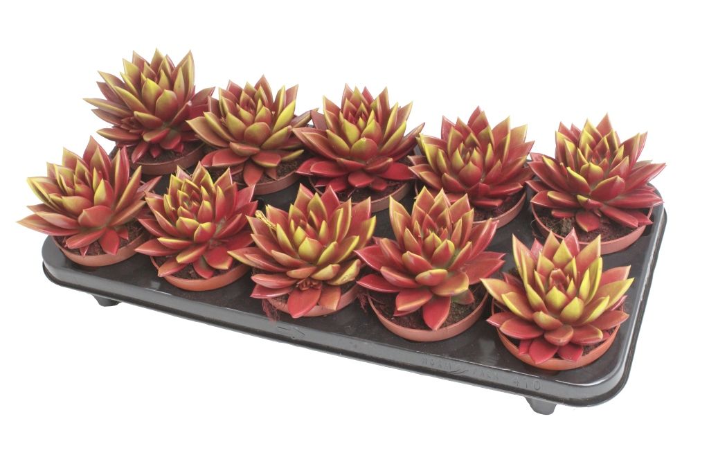 Miranda bicoloured red/yellow, D 10,5