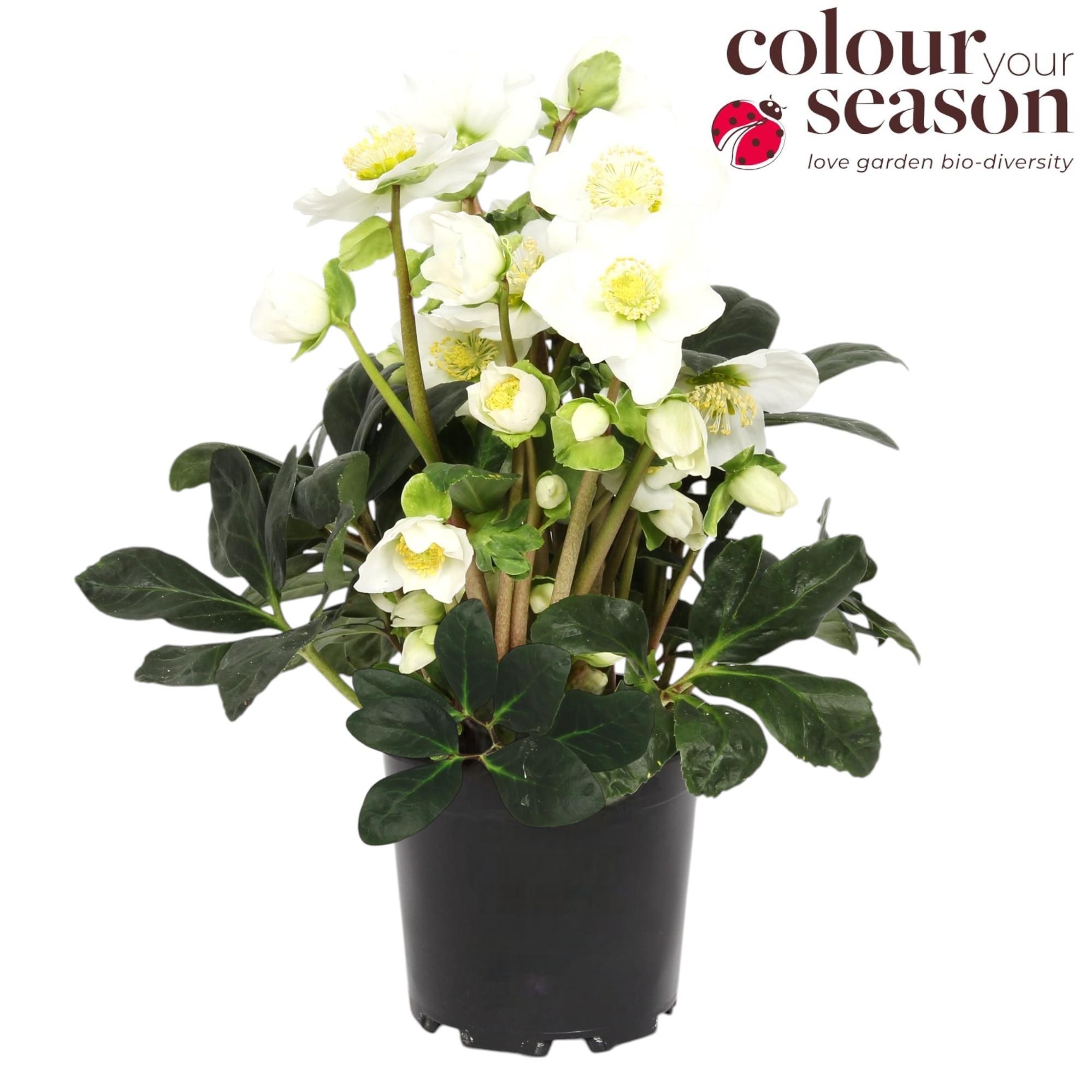 Helleborus Niger P13, D 13