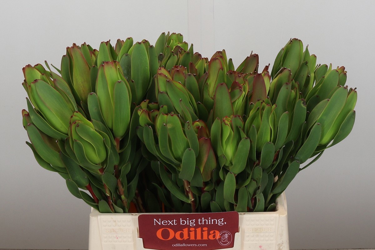 Леукадендрон Лаурел Еллоу 40, шт.