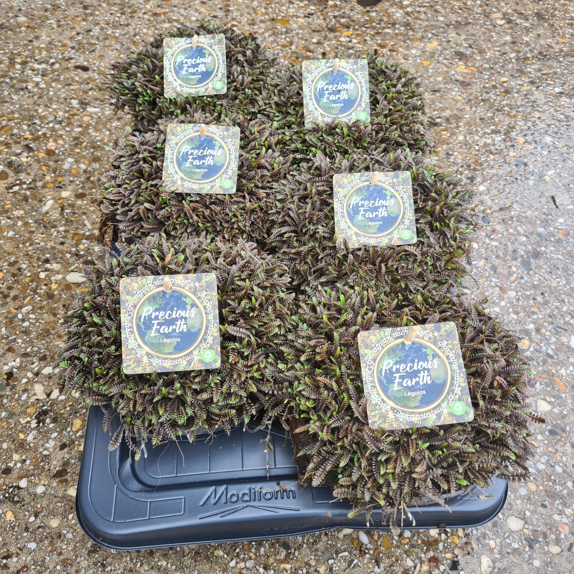 Mossy Legolas Potschaal 17 (Leptinella in verschillende kleuren), D 17 cm