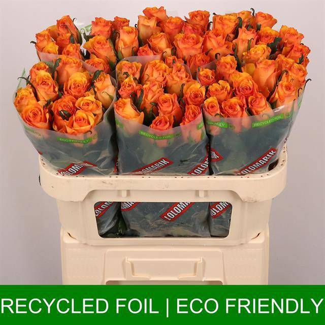 Роза од. Тайкун 70, шт.