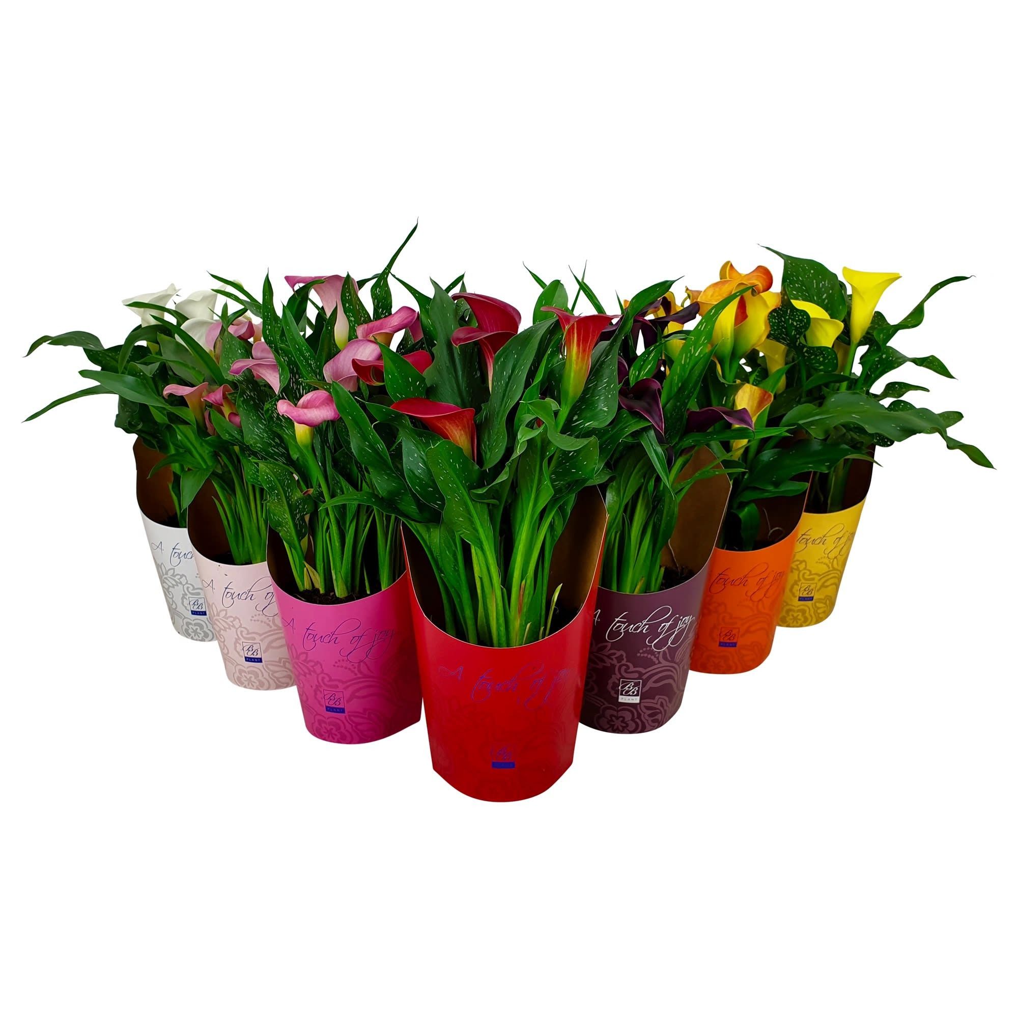 Zantedeschia mix in potcover 'A Touch of joy' Danny's mix, D 14