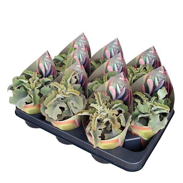 KALANCHOE BEHARENSIS - POT Ø 10,5 WITH POTCOVER (SUCCULENTEN), D 10,5