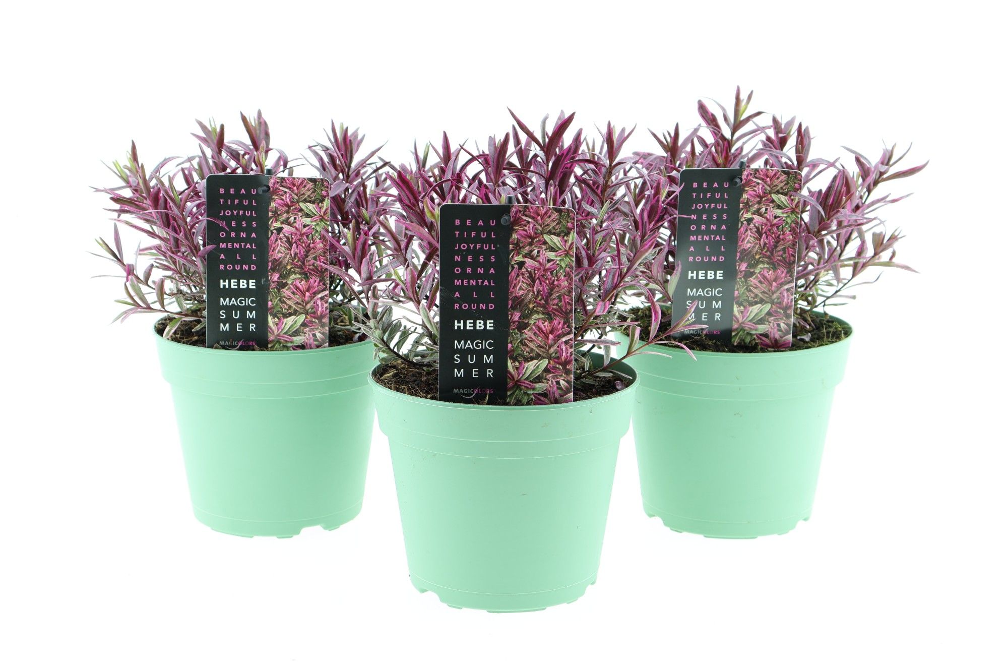 Hebe Magic Summer, D 17