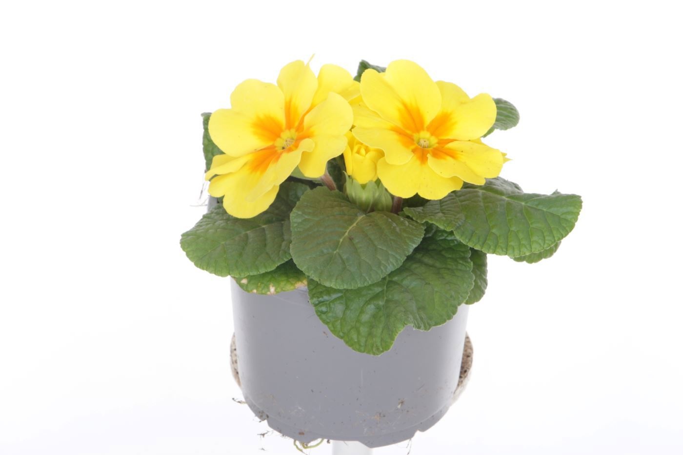 Primula acaulis Evie Yellow, D 11