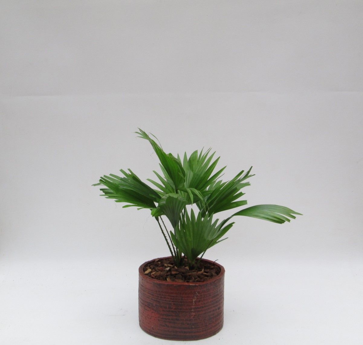 Livistona rotundifolia in Ruby pot, D 20