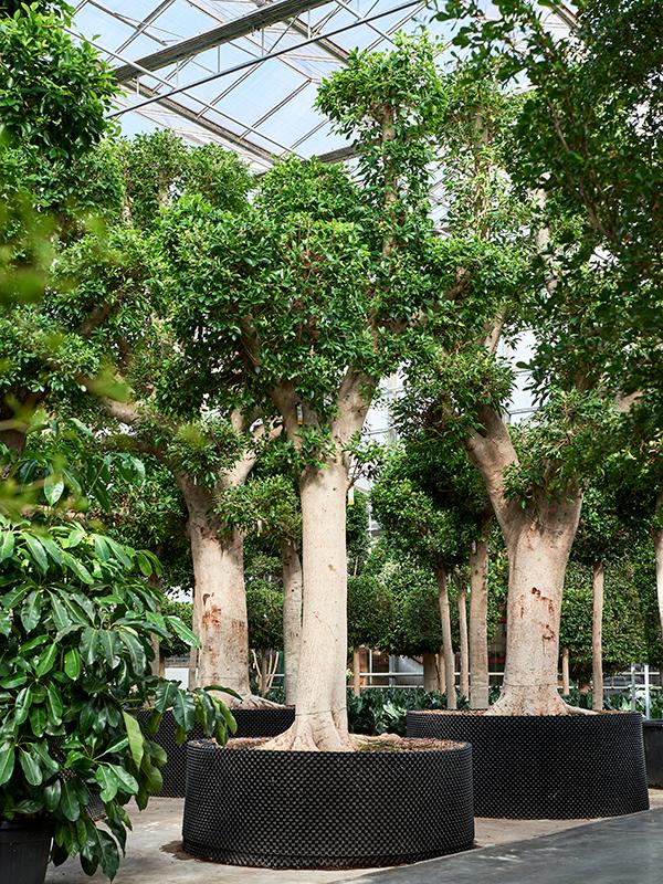 Ficus microcarpa 'Nitida', D 150