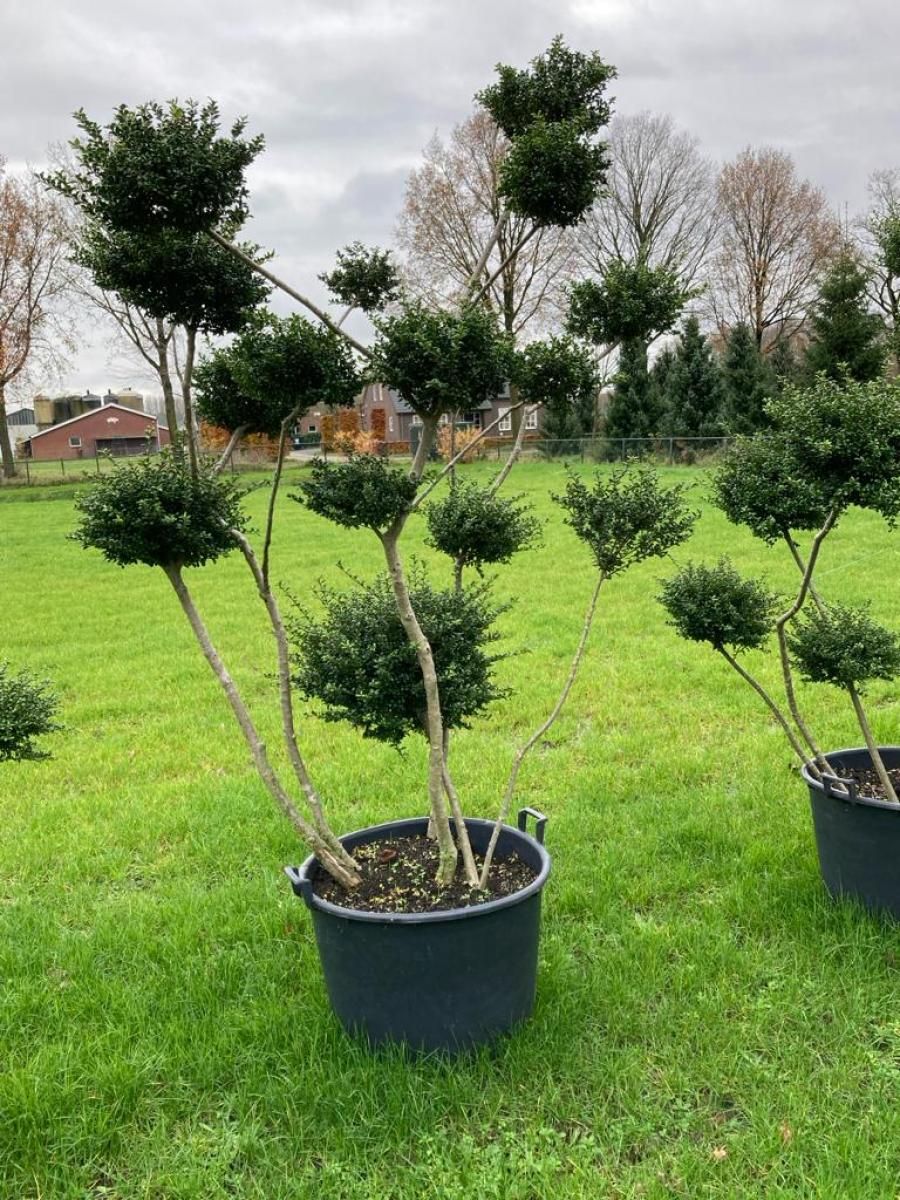 Ilex crenata 'Convexa', bonsai, D 85