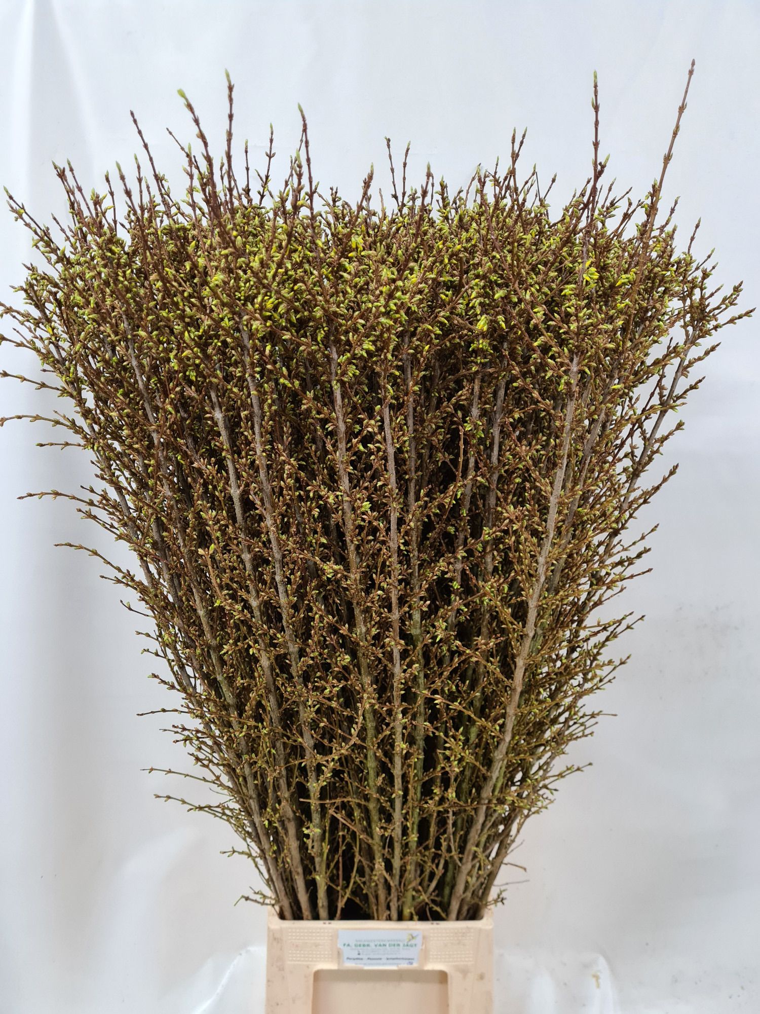 Форзиция Спектабилис 130 (желт.), шт.