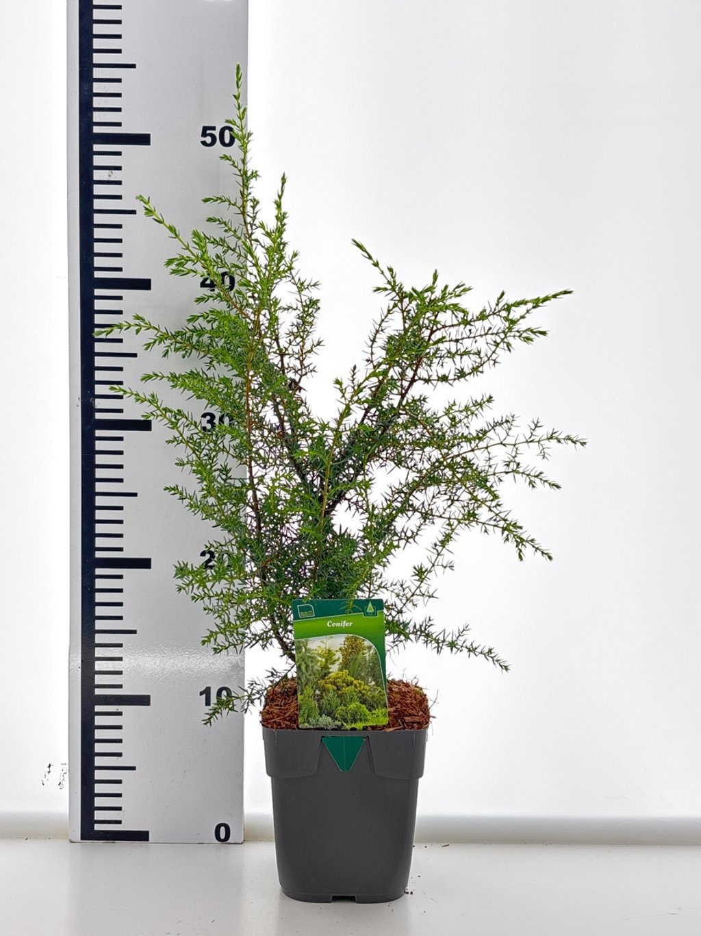 Juniperus comm. 'Suecica', D 12