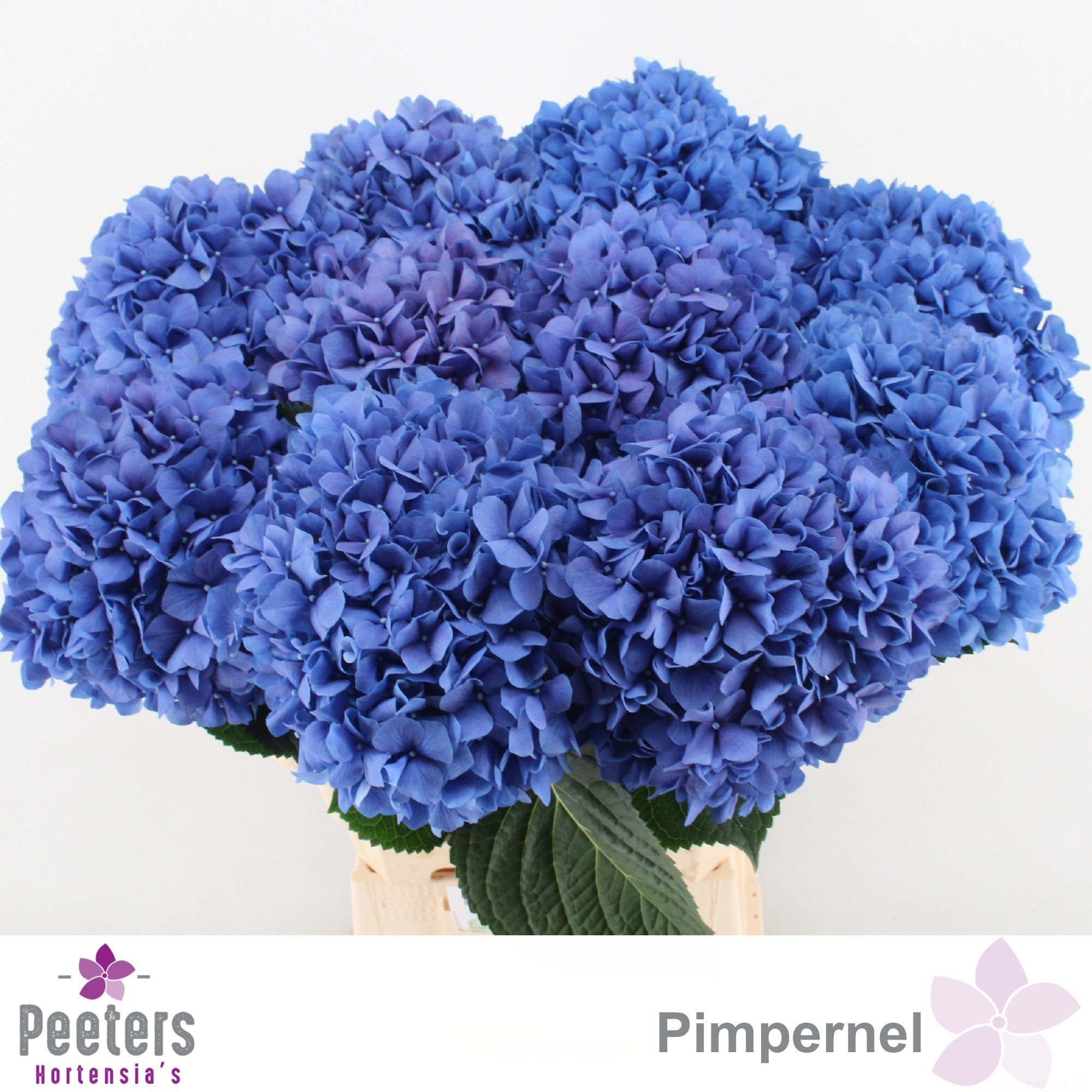 Гортензия Пимпернел 65, шт.
