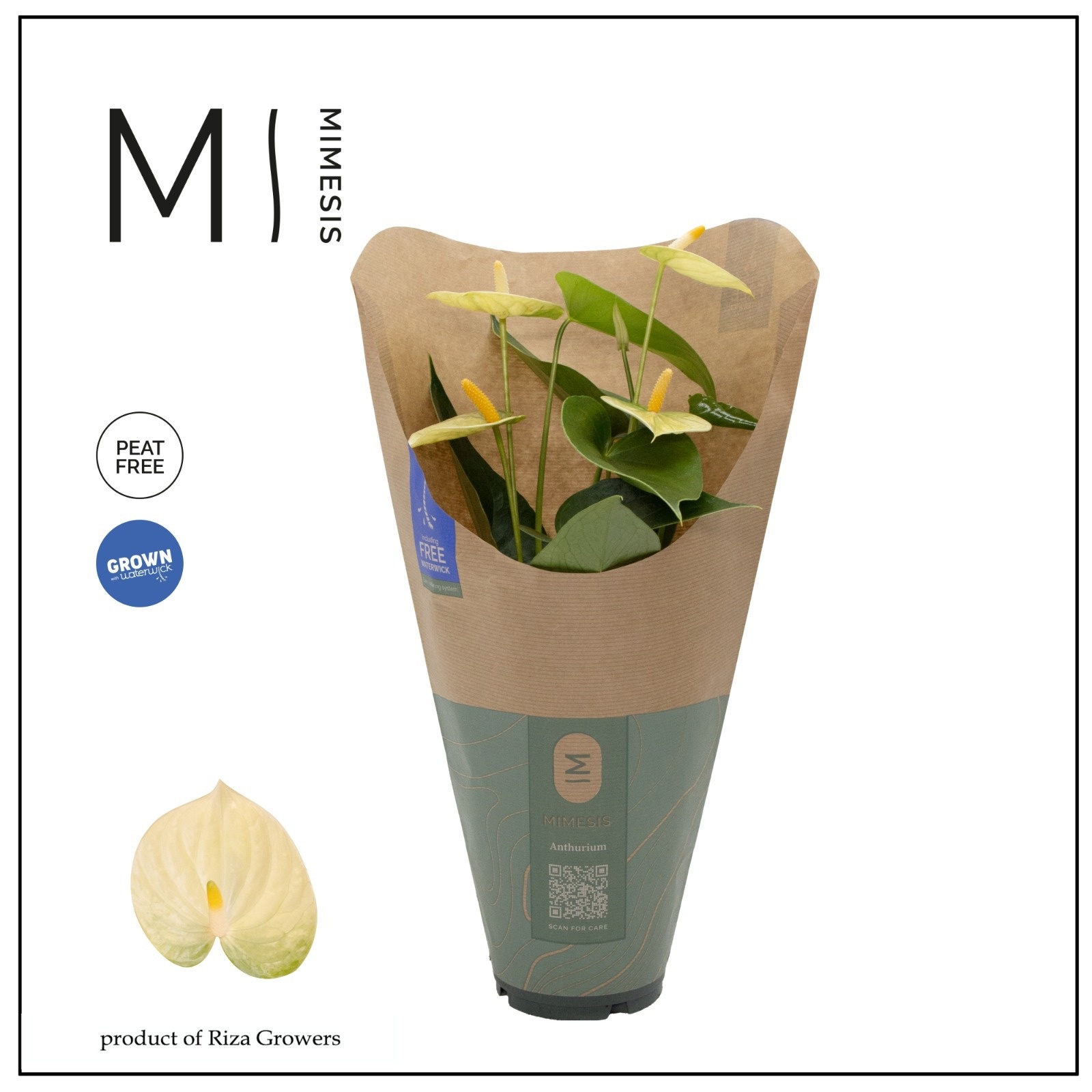 Anthurium - KARMA Lime | 12cm | ECO/KRAFT SLEEVE, D 12