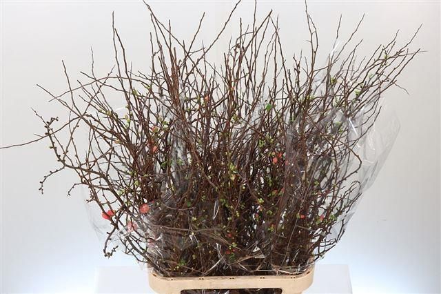 Хаеномелис Суперба 130, шт.