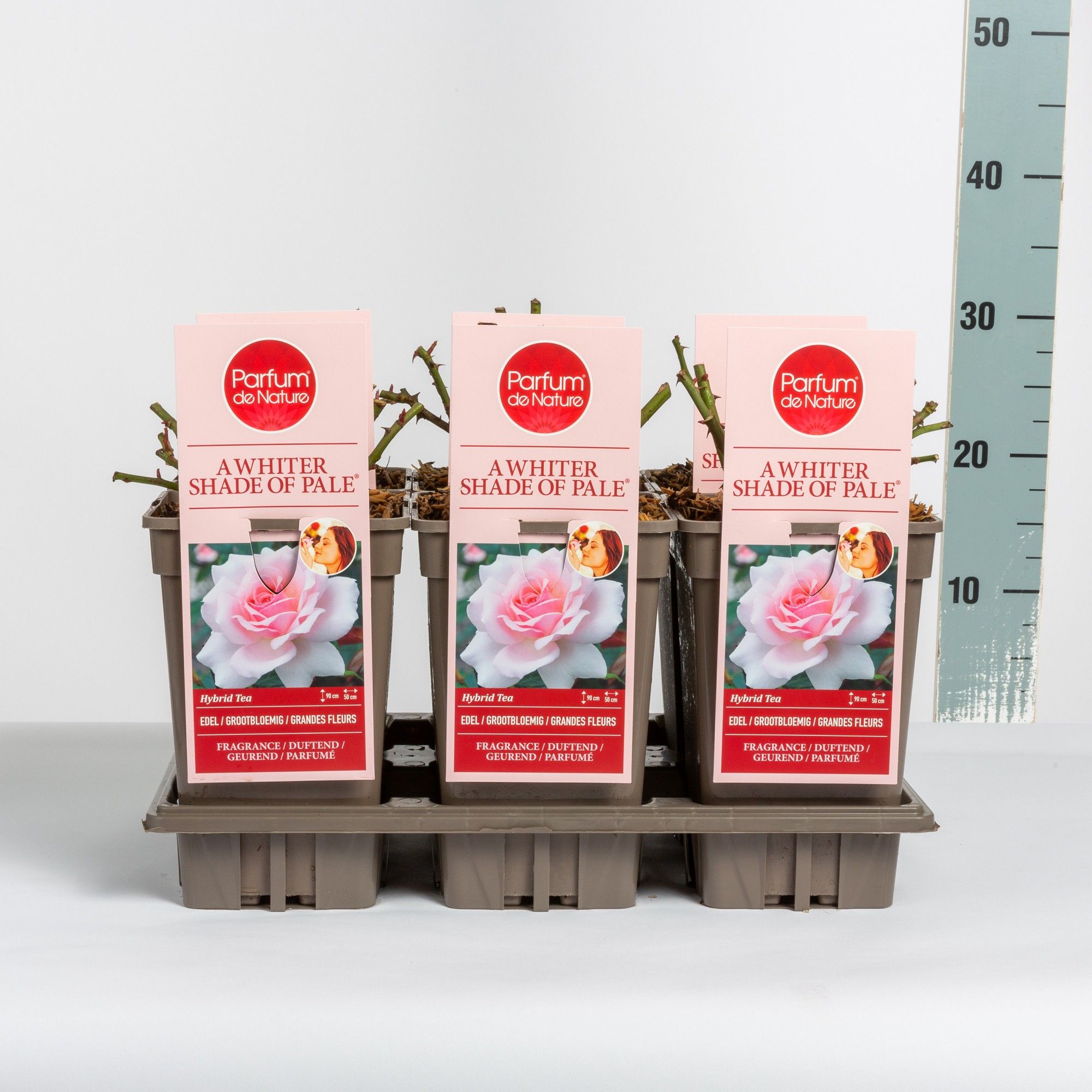 Rosa A Whiter Shade of Pale ® 'Parfum de Nature', C3, D 17 cm