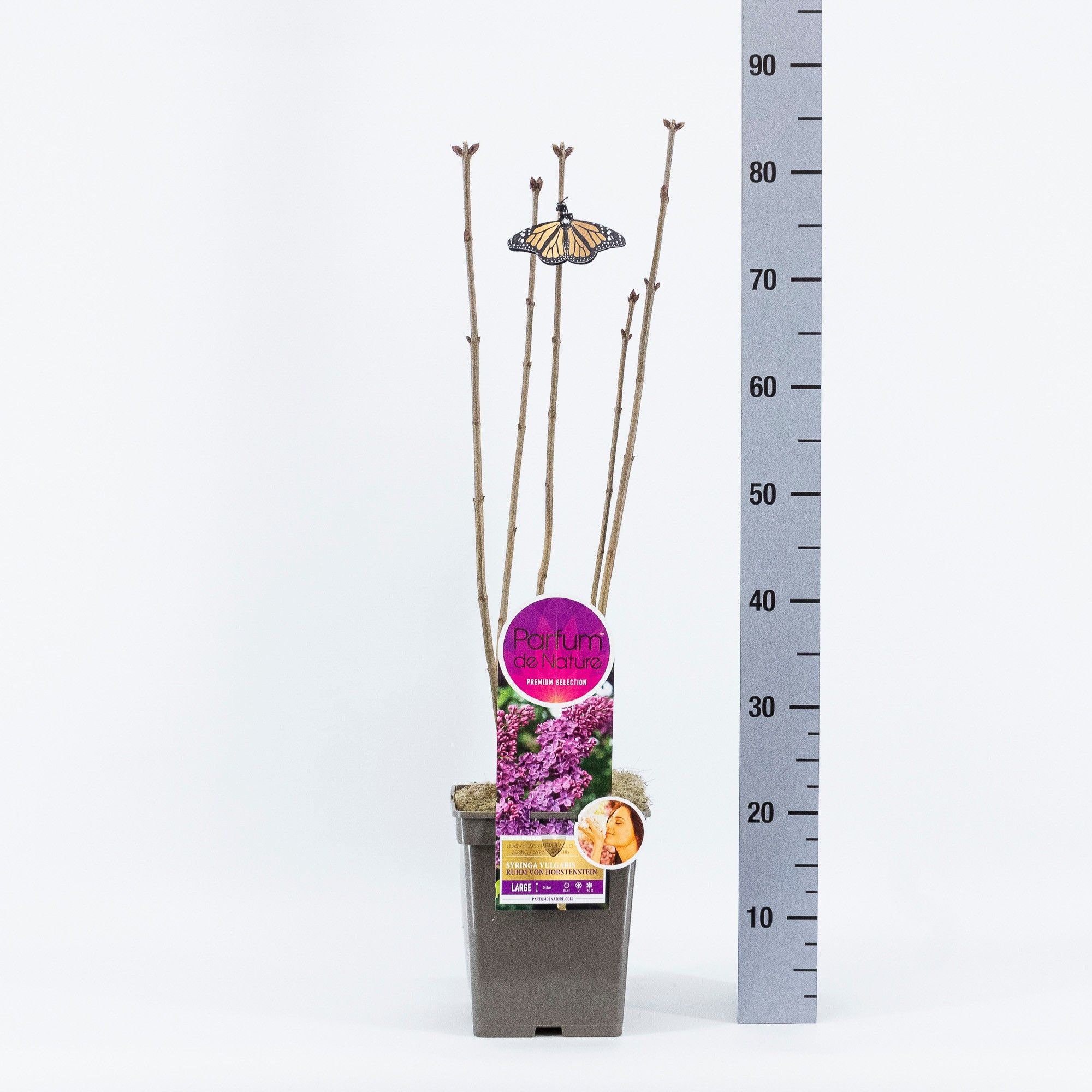 Syringa Ruhm von Horstenstein, 'Premium Selection', C5, D 23 cm