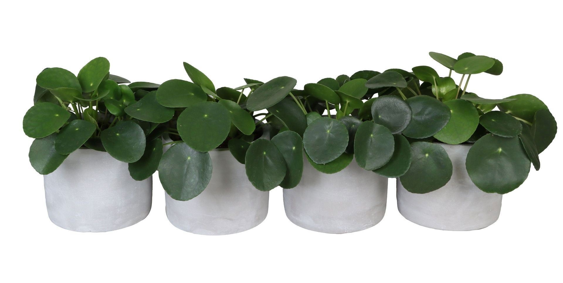 L With Pilea Peperomioides 12 cm, D 6