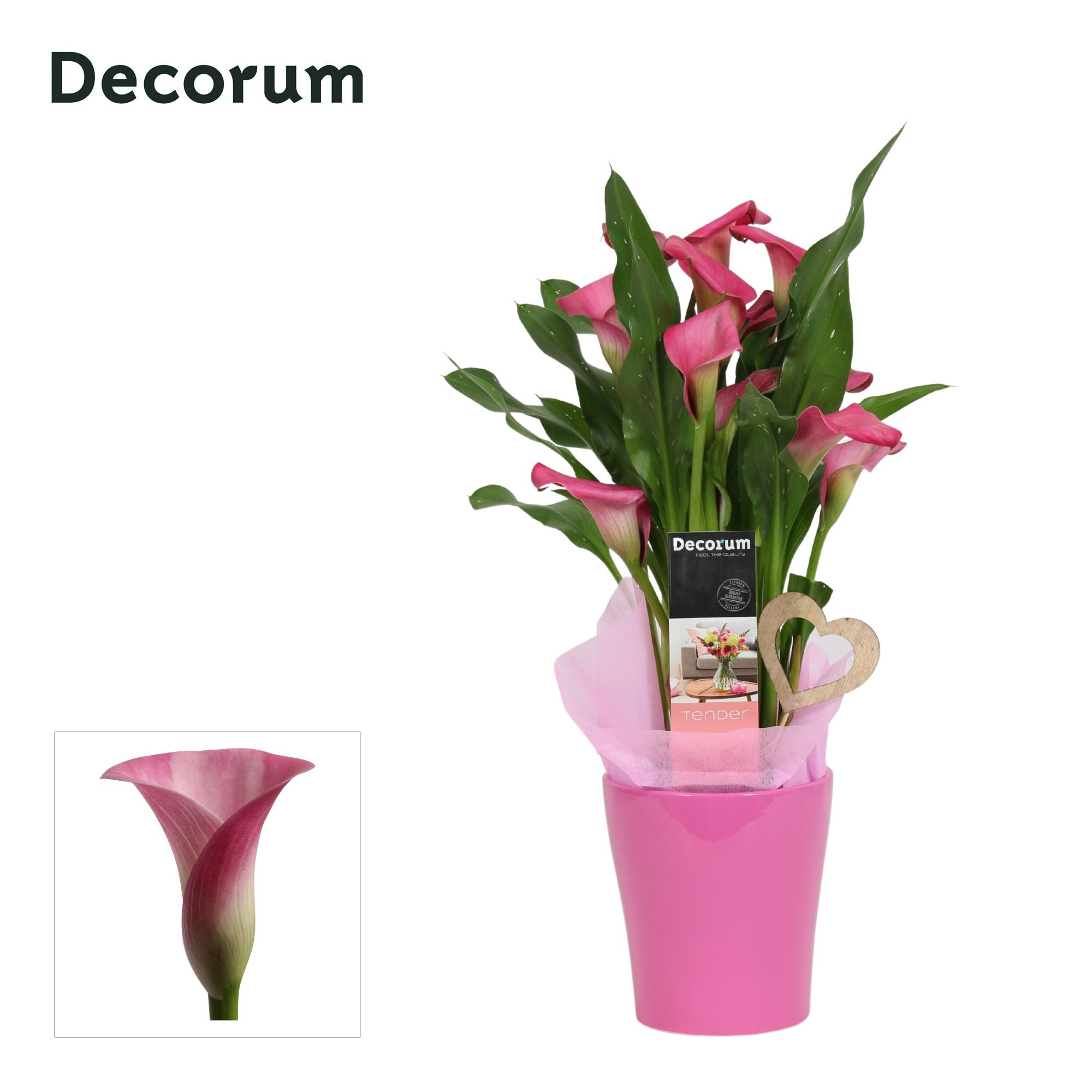 Zantedeschia (Calla) Roze in Ompot Amy LOVE (Decorum), D 12
