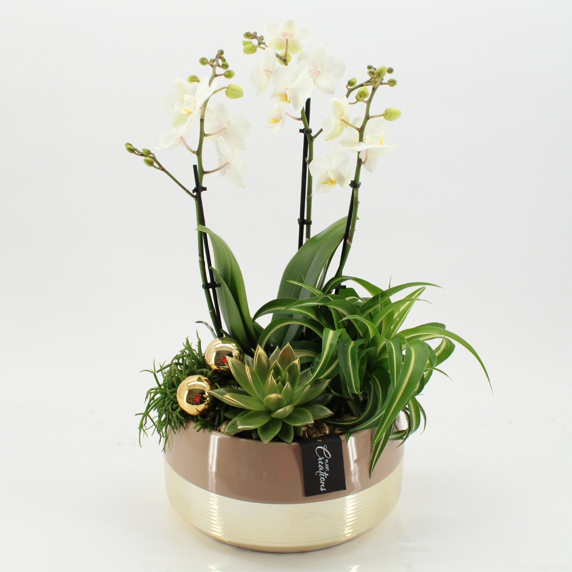 LICR-2517 Limited Phalaenopsis Xmas, D 25 cm LICR-2517 Limited Phalaenopsis Xmas, D 25 cm