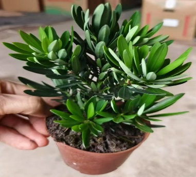 Подокарпус макрофйллус Чрйсантемум Аралиа 9 15