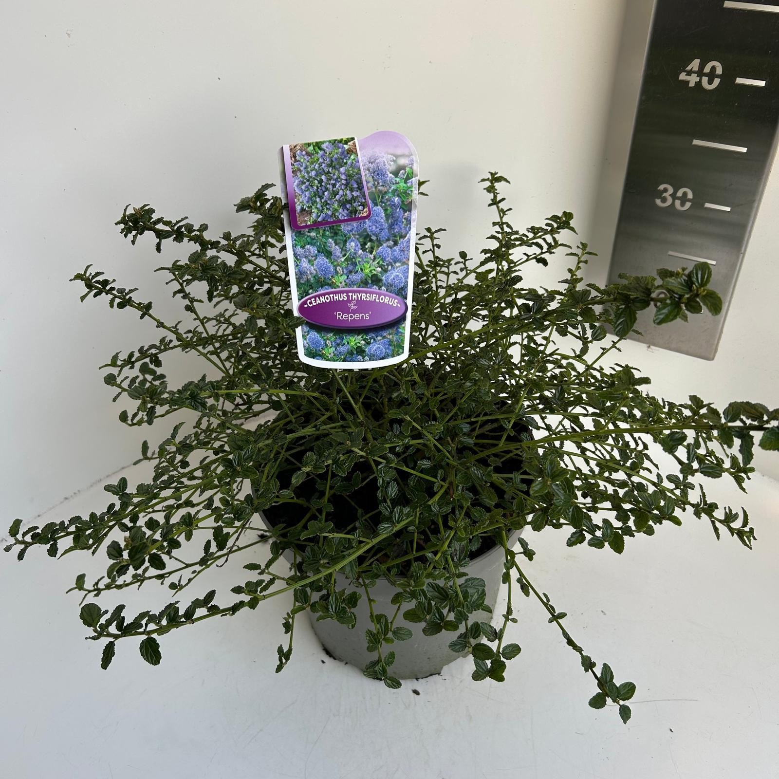 Ceanothus thyr. Repens, D 23
