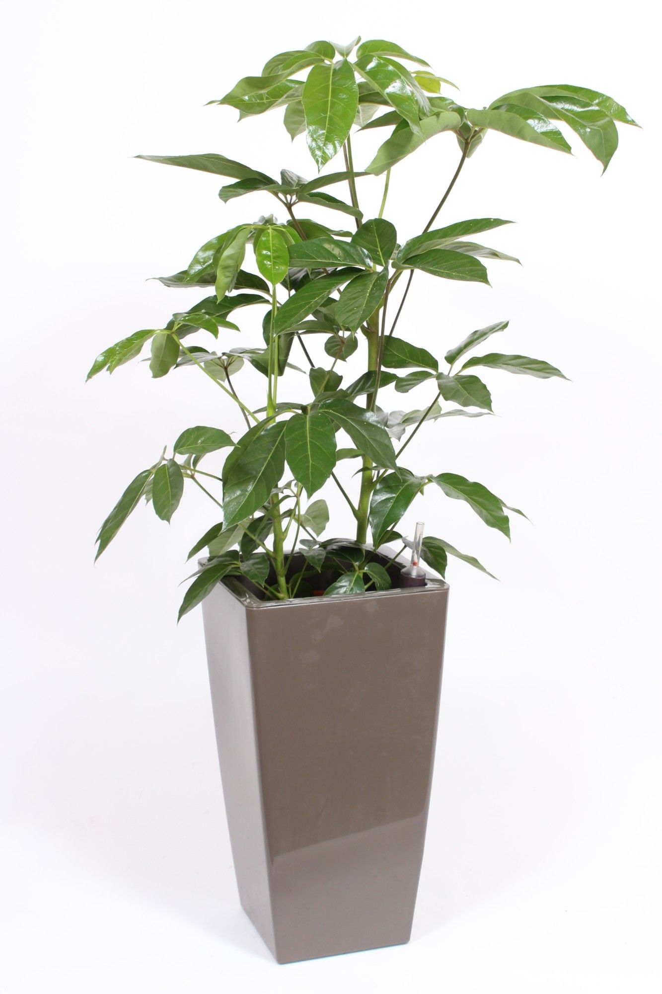 Schefflera Amate in Piza pot "taupe", D 33