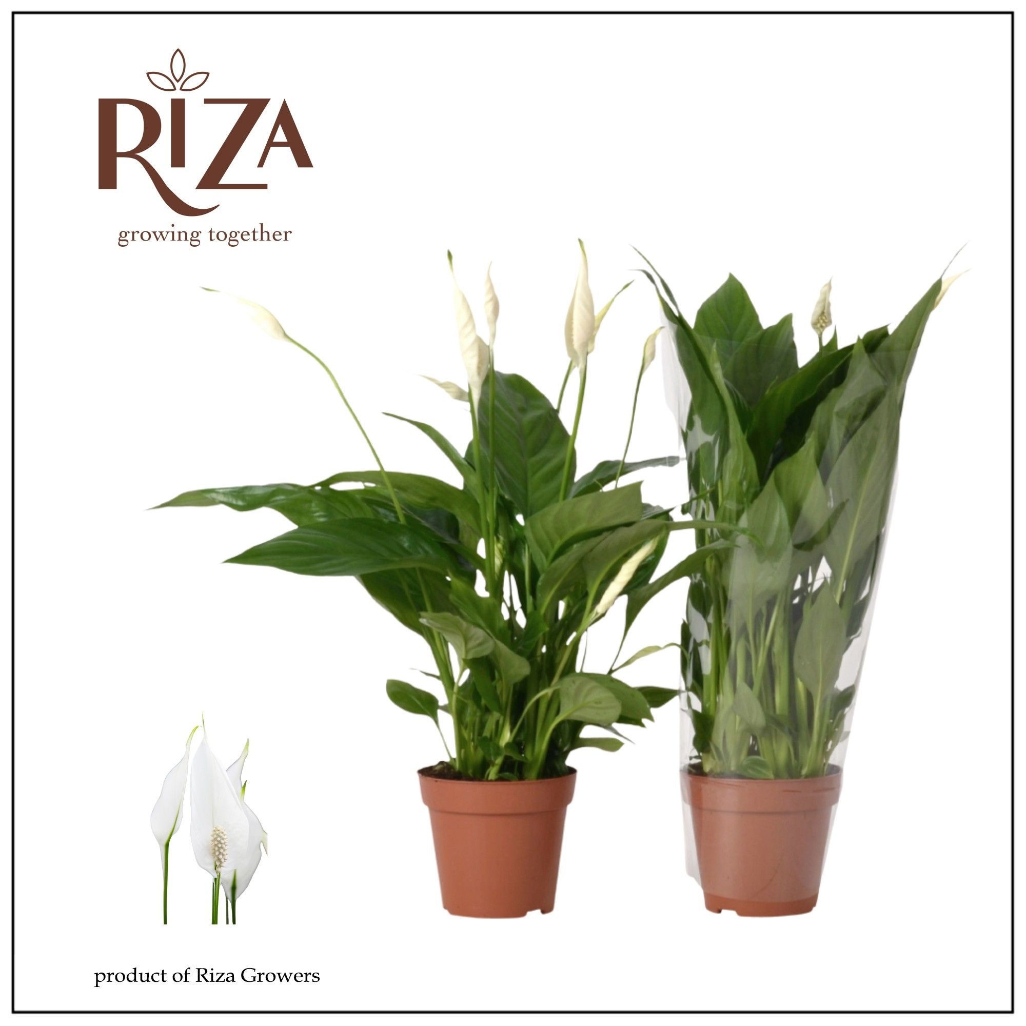 Spathiphyllum 12 cm Torelli blanco hoes, D 12