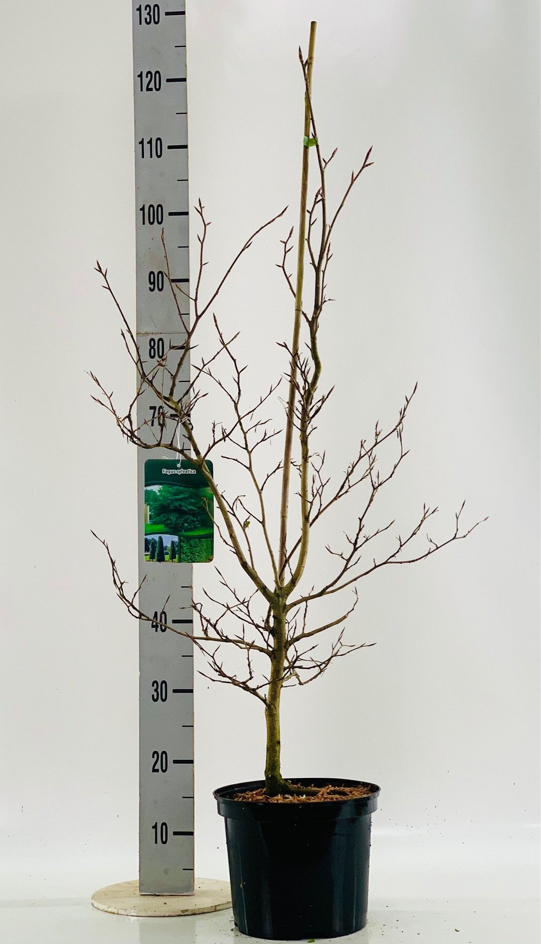 Fagus sylvatica 80-100, D 19