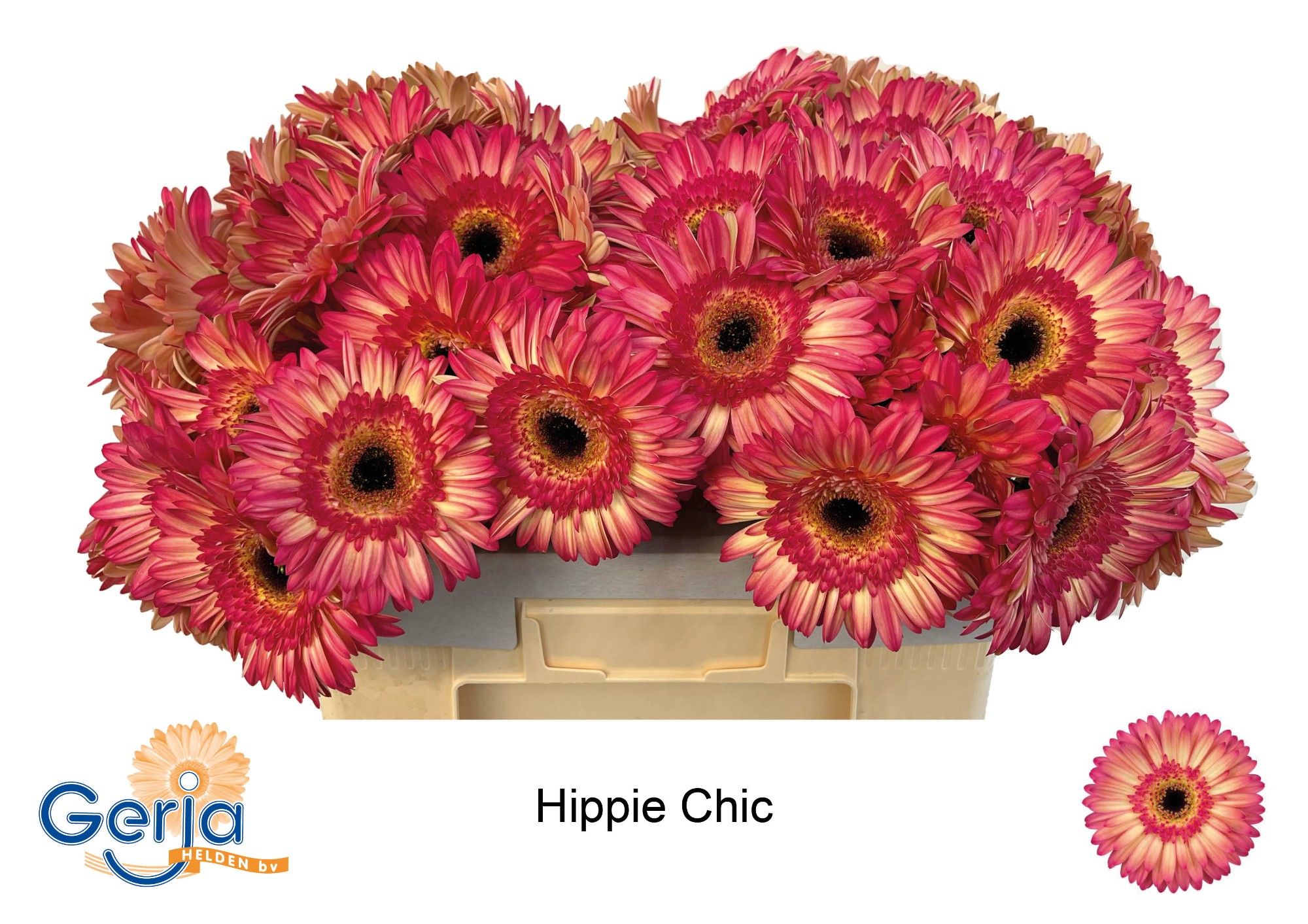 Гербера Хиппи Чик, шт.