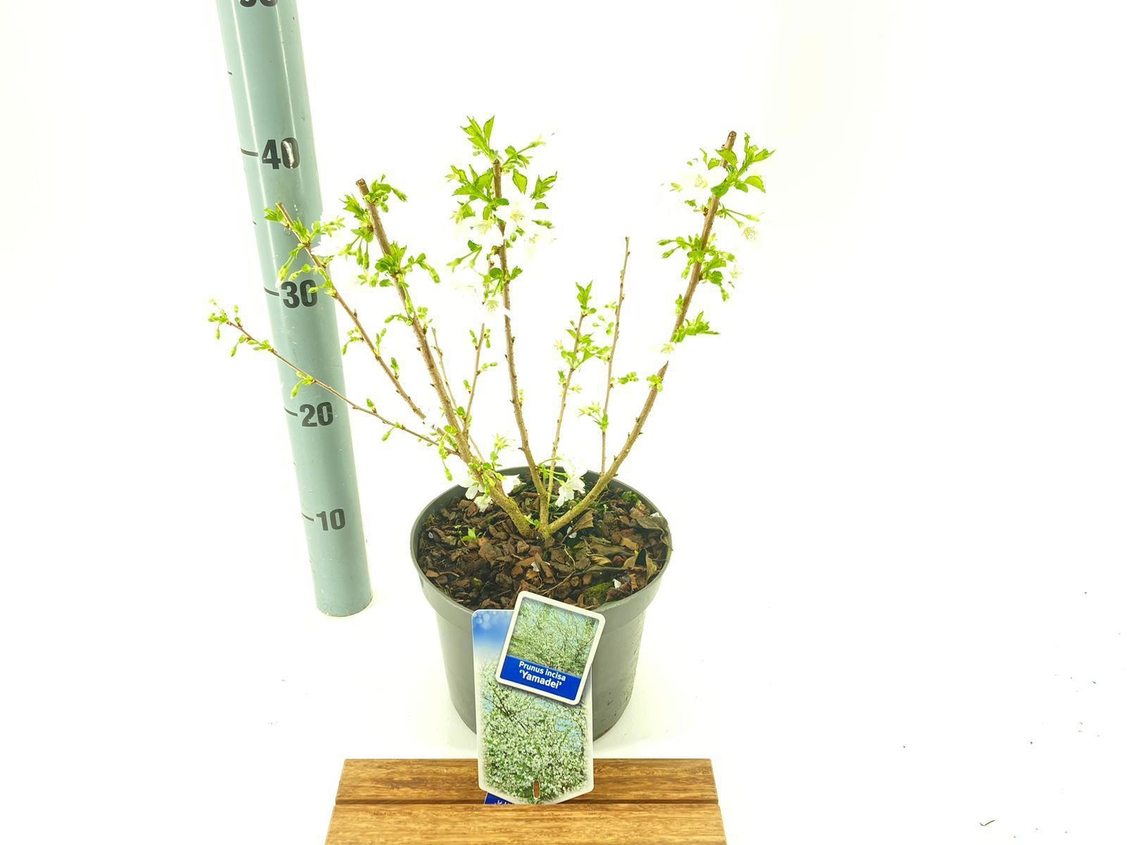 Prunus incisa 'Yamadei', D 19