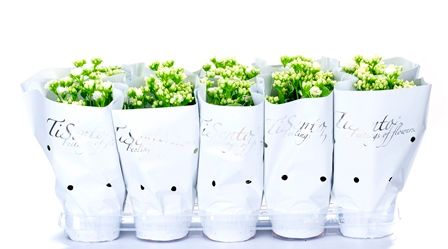 Calandiva 12 cm Wit in Wit, D 12