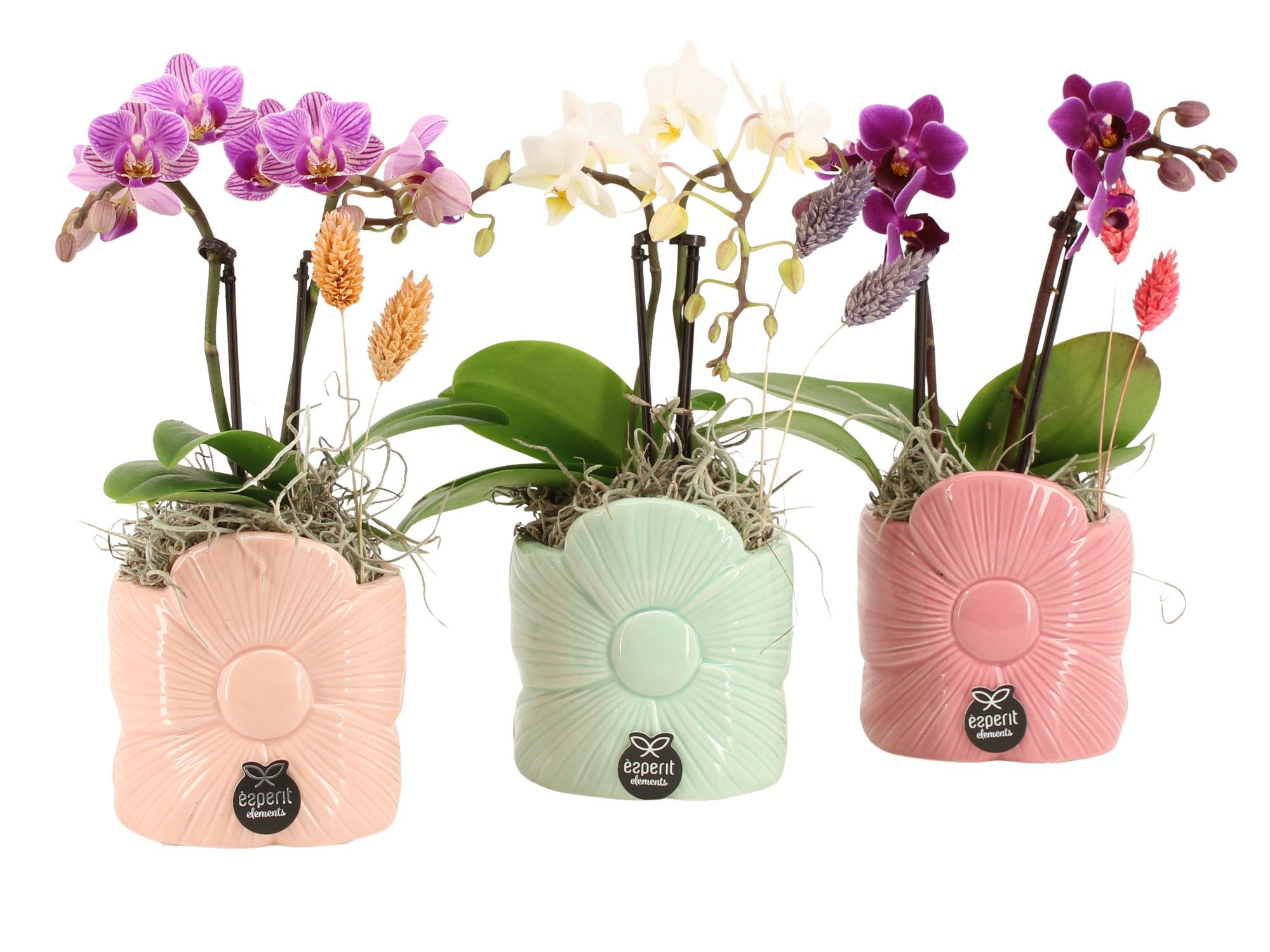 21867: Lovess arrangement, D 8