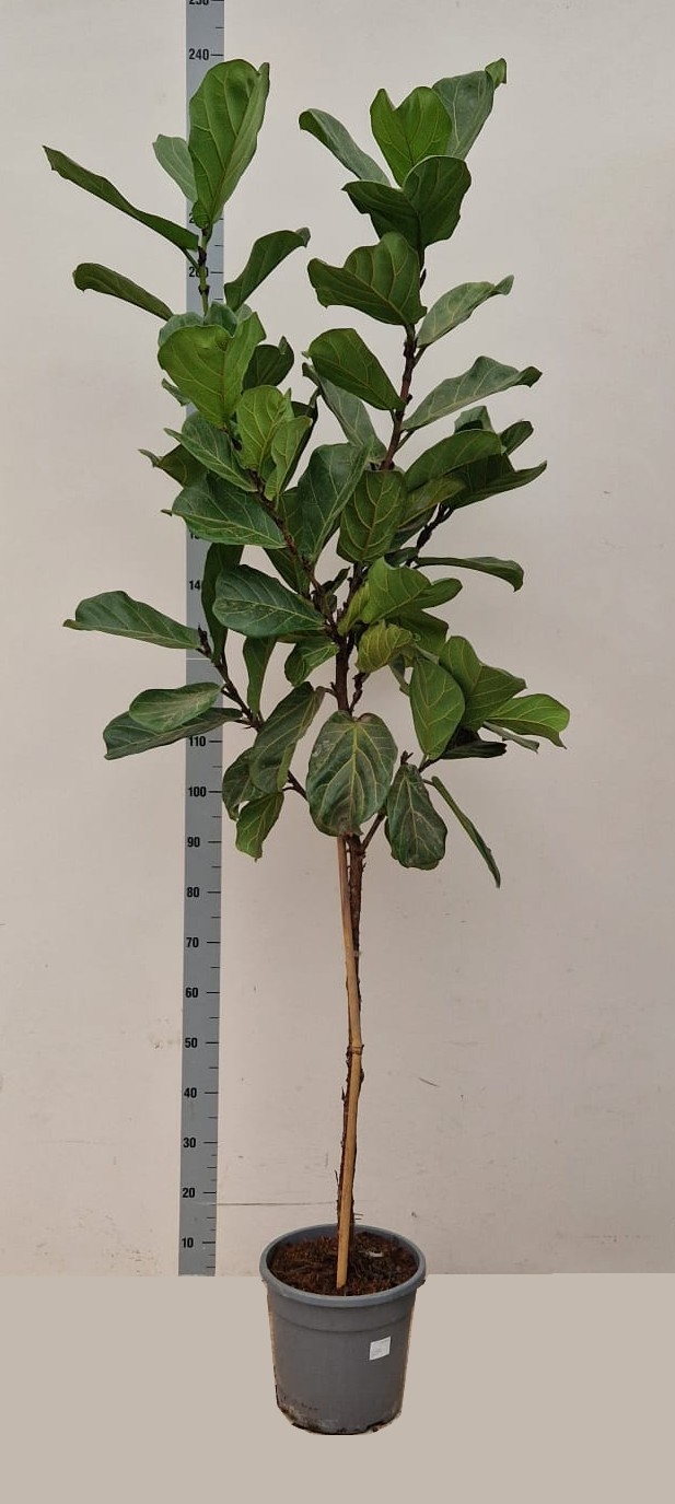 Ficus Lyrata stam, D 30 cm