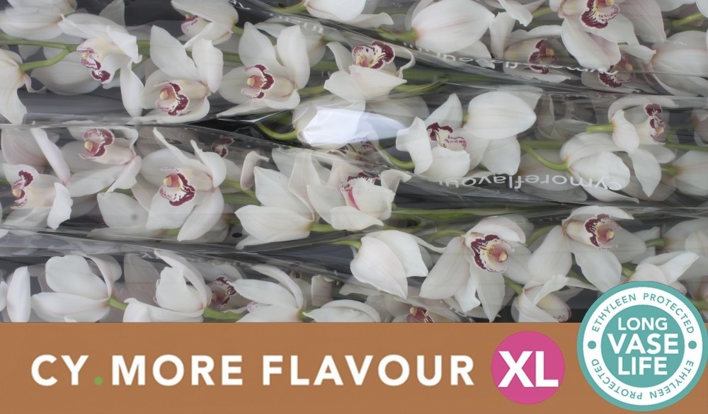 Цимбидиум Миссис Эсми x6 80, шт.